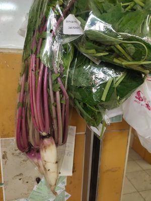 Radish at Quan Fa Organic 全发有机农场 in Northeast Singapore