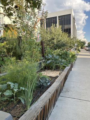 Outdoor garden beds   at Great Basin Community Food Co-op in Reno