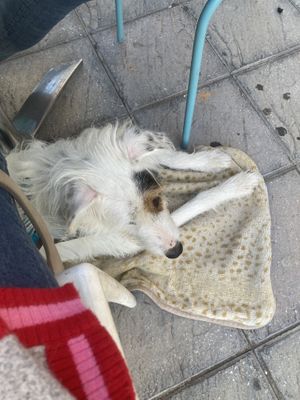   at Plan Bakery Cafe in Tenerife