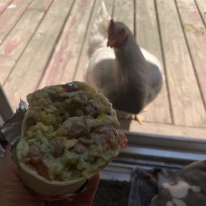 Opal would like me to share my burrito! at Laughing Planet Cafe in Bloomington
