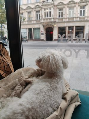 Poppy😊 at Tel Aviv Urban Food in Lodz