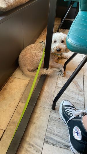 Dog friendly!  at Tel Aviv Urban Food in Lodz