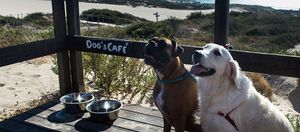 The Dogs cafe!  at Duna da Cresmina in Cascais
