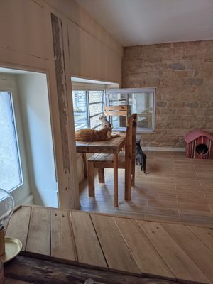 Les petits chats à la fenêtre at Au Bonheur des Chats in Lyon