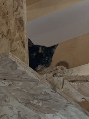 Chat  at Au Bonheur des Chats in Lyon