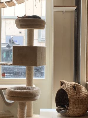 Chats  at Au Bonheur des Chats in Lyon