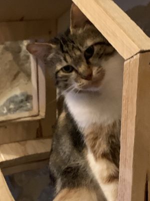 The cats were watching me eat  at Au Bonheur des Chats in Lyon