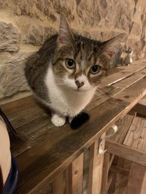 Cutest little nose   at Au Bonheur des Chats in Lyon