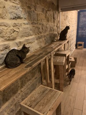 Cats  at Au Bonheur des Chats in Lyon
