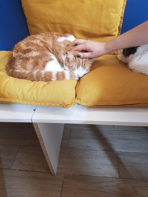  at Au Bonheur des Chats in Lyon