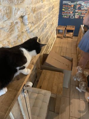   at Au Bonheur des Chats in Lyon