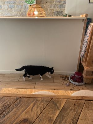   at Au Bonheur des Chats in Lyon