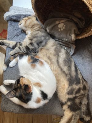  Cuteness overload   at Au Bonheur des Chats in Lyon