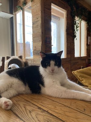 A sweet boy curious   at Au Bonheur des Chats in Lyon