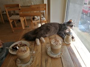  at Au Bonheur des Chats in Lyon