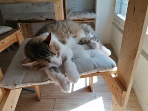  at Au Bonheur des Chats in Lyon