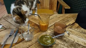 The cat seemed to be also impressed by the brunch. at Au Bonheur des Chats in Lyon