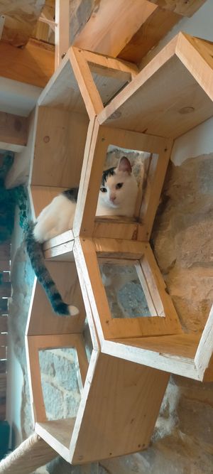  at Au Bonheur des Chats in Lyon