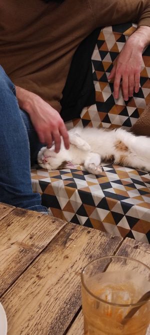 New friend. at Au Bonheur des Chats in Lyon