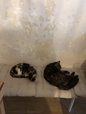   at Au Bonheur des Chats in Lyon