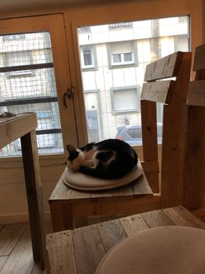   at Au Bonheur des Chats in Lyon