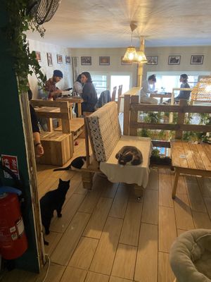   at Au Bonheur des Chats in Lyon