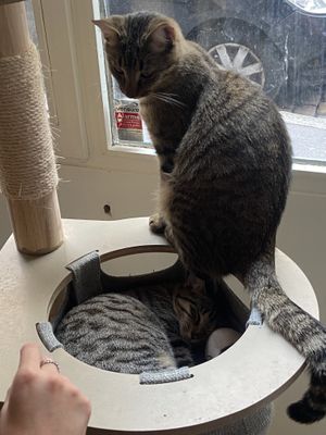   at Au Bonheur des Chats in Lyon