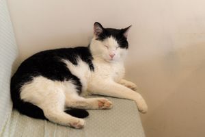 one of the cute residents at Au Bonheur des Chats in Lyon