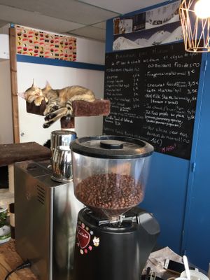 Deux petits chats mignons at Au Bonheur des Chats in Lyon