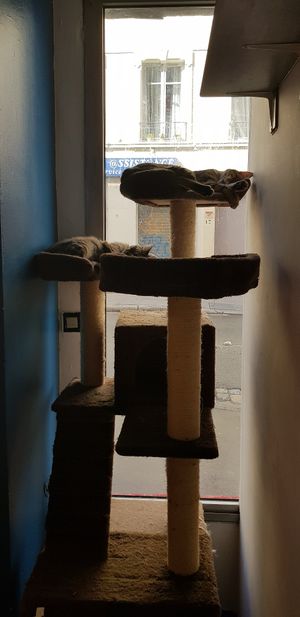 Napping time for cats at Au Bonheur des Chats in Lyon
