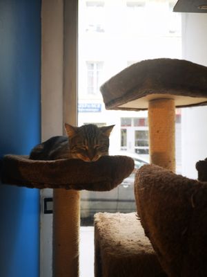 Fur baby! at Au Bonheur des Chats in Lyon