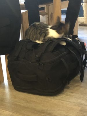 Cat in a bag at Au Bonheur des Chats in Lyon