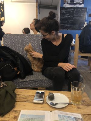 Cat on a couch at Au Bonheur des Chats in Lyon