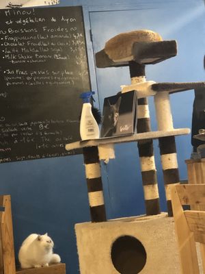 Cat on a tower at Au Bonheur des Chats in Lyon