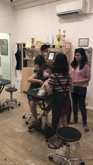 Dog grooming at Bubbly Petz in East Singapore