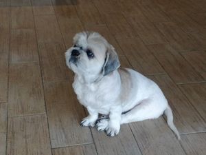 Dog in the shop at Bubbly Petz in East Singapore