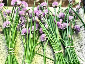 fresh local chives at Moveable Feast in Geneva