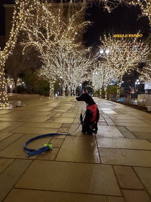 We had to look around a bit to find it but if you're near the trees you're in the right spot. at Lick It Up - International Bar in El Paso