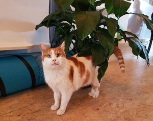 cat up for adoption at Puss and Books in Bruges