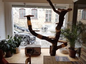 inside at Puss and Books in Bruges