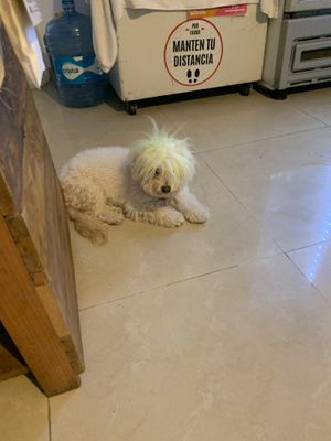 They have a cute pet ❤️ #Veganuary at Olio Mercado Vegano in Playa Del Carmen