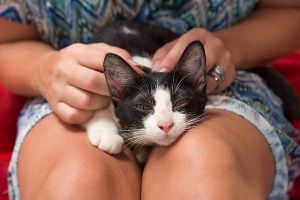 Cuddle one of our many lovely cats, all up for adoption. at Kitty Cafe in Koh Lanta