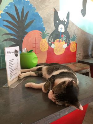 A cat with your coffee :) at Kitty Cafe in Koh Lanta