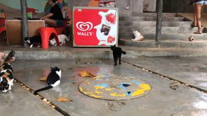 Sit & Play  at Kitty Cafe in Koh Lanta