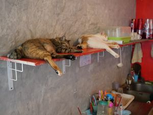 Chilly overseers at Kitty Cafe in Koh Lanta