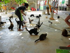Treats time at Kitty Cafe in Koh Lanta