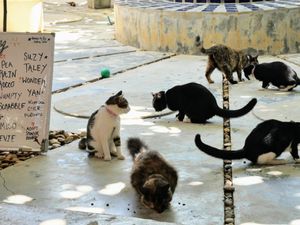 I can haz adoption plz? at Kitty Cafe in Koh Lanta