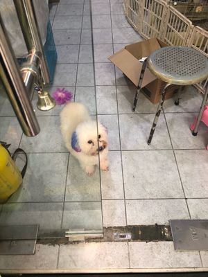 Cute shop master  at Takara Pets in West Singapore