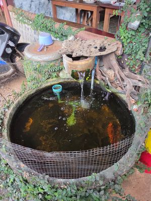  at Nongluk Restaurant in Pai