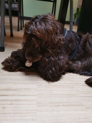 The famous restaurant dog! 🐶 at Bhalu in Nijmegen